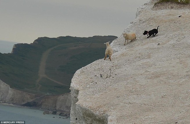 Loose dog chasing 2 sheep to edge of a cliff. Image source.